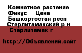 Комнатное растение «Фикус» › Цена ­ 3 000 - Башкортостан респ., Стерлитамакский р-н, Стерлитамак г.  »    